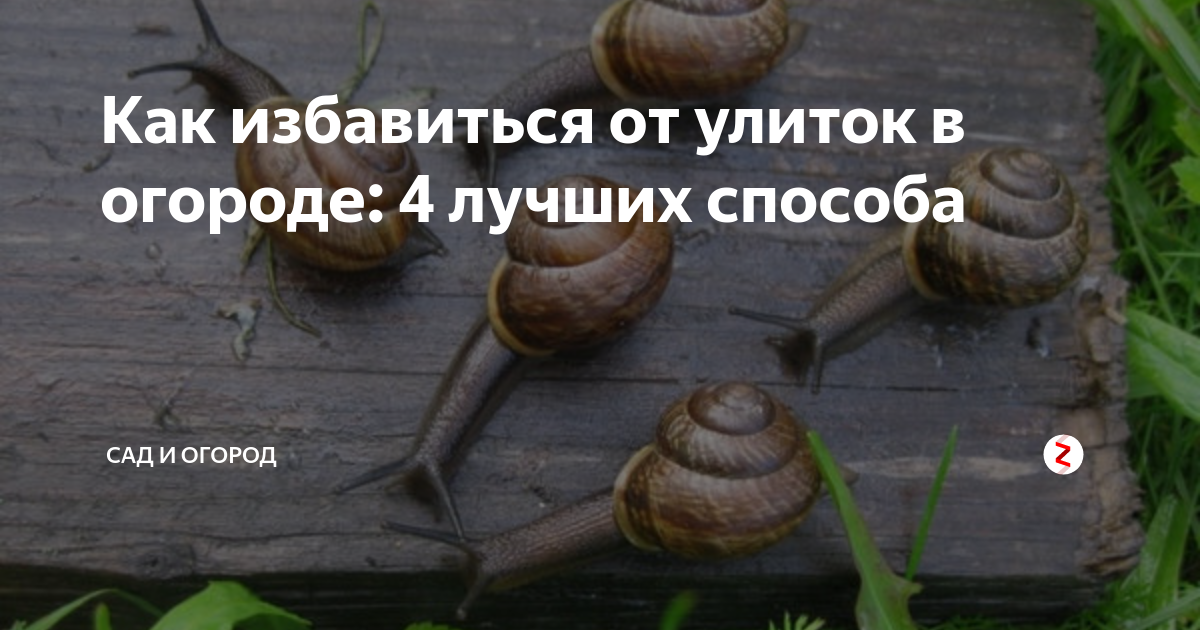 Насекомые-вредители сада - внешний вид (фото), описание, меры борьбы