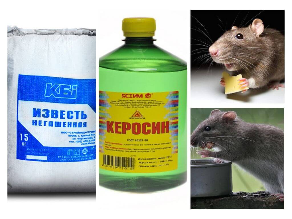 Как избавиться от мышей экологически чистыми методами