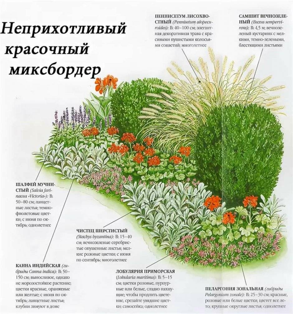 Клумба непрерывного цветения из многолетников своими руками: готовые схемы для начинающих + видео