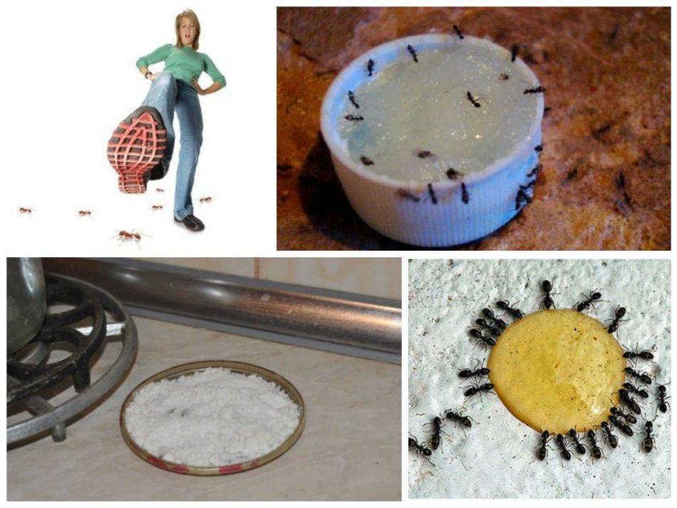 Чем и как вывести муравьев из дома: народные, современные методы