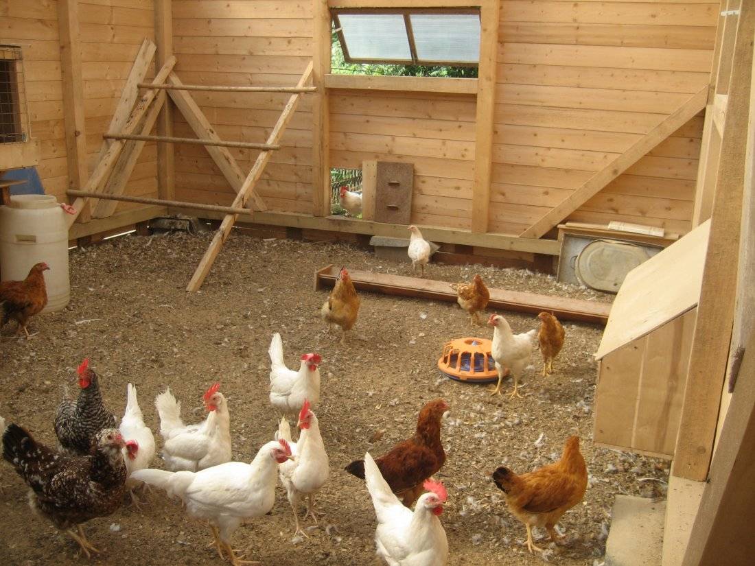 Курятник своими руками на 50 кур: зимний