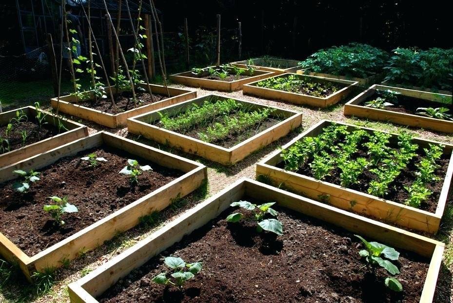 Огород для «ленивых»: принципы и правила организации умных грядок + выбор растений и уход за ними, отзывы дачников