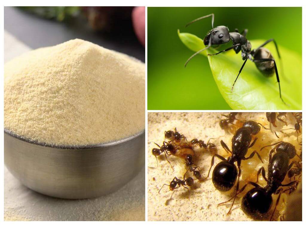 Как избавиться от муравьев на кухне – популярные методы борьбы