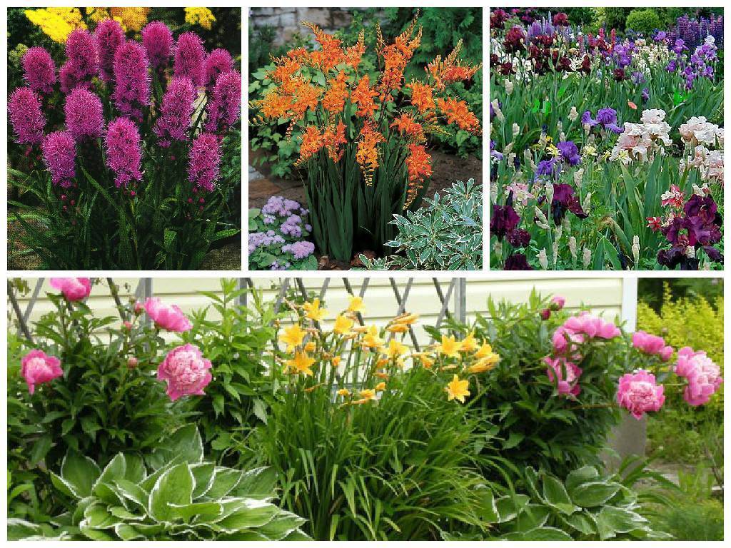 Фото красивых цветов для сада и названия. Поздноцветущие многолетники. Светолюбивые многолетники. Зимостойкие луковичные многолетники.