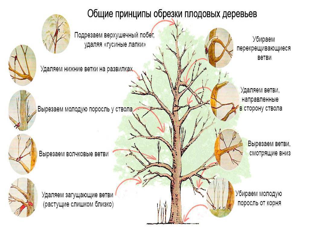 Как формировать старую яблоню осенью схема