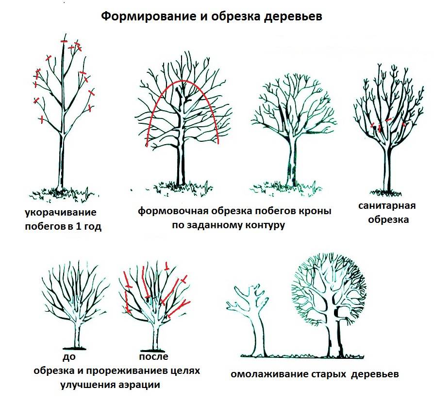 Когда обрезают плодовые деревья: сроки обрезки весной и осенью