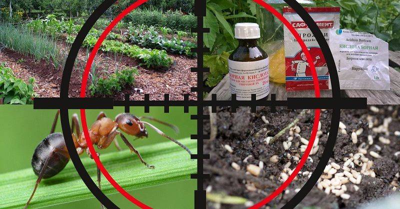 6 способов избавиться от муравьев на деревьях в саду