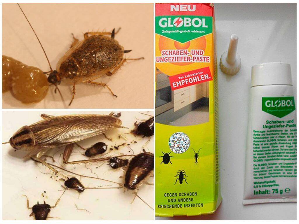 9 средств чтобы вывести тараканов. что лучше: сделать в домашних условиях, или использовать покупные?