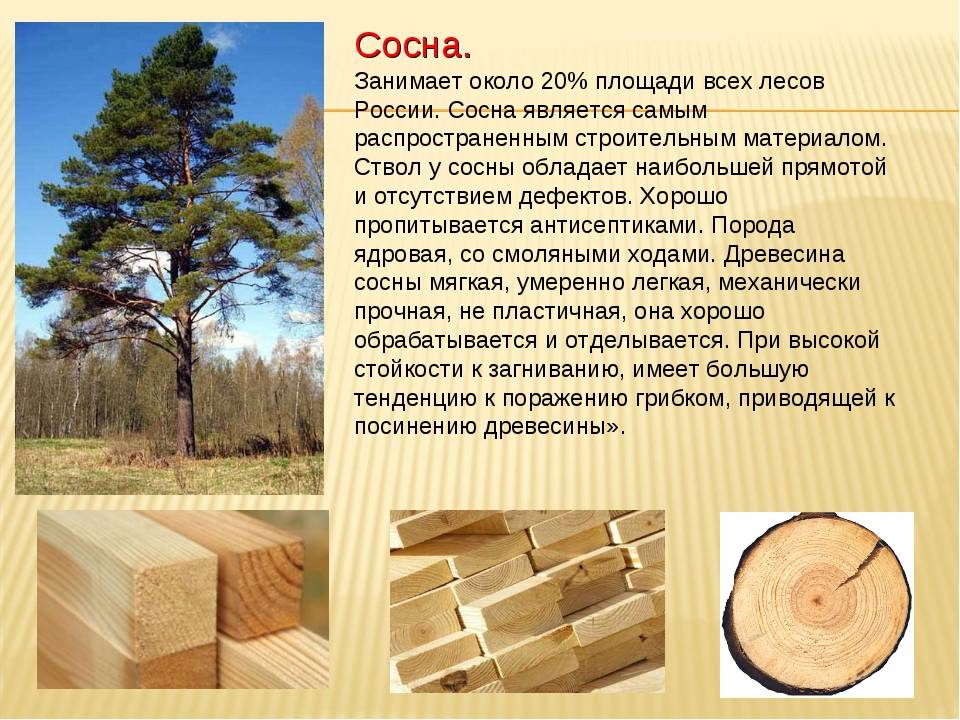 Ольха или липа для парной что лучше. вагонка для парилки какая лучше