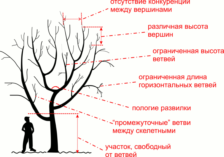 Обрезка плодовых деревьев осенью: яблони, груши, сливы и вишни