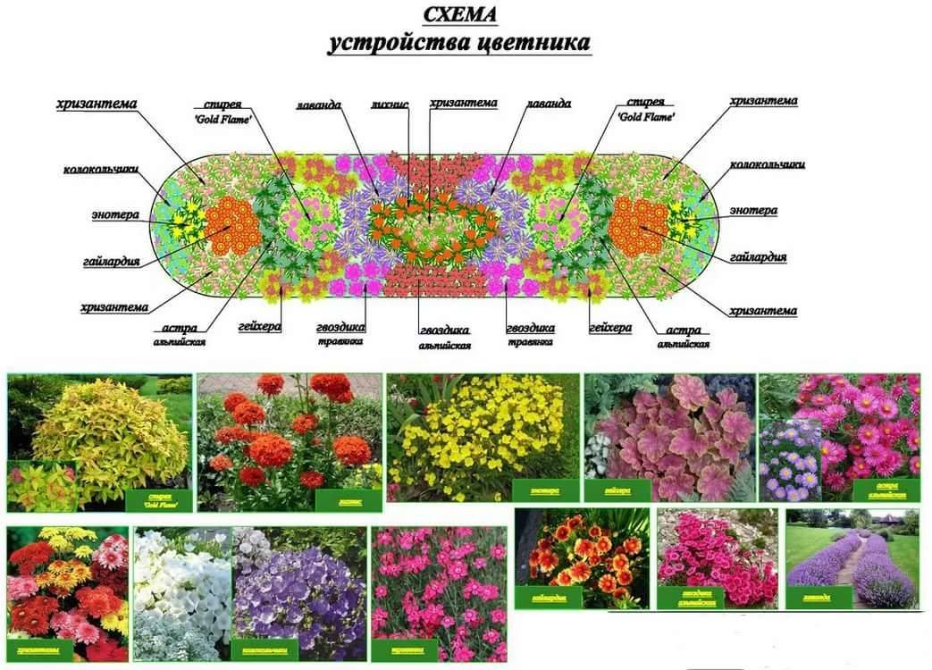 Клумба из многолетников для начинающих схемы с названиями