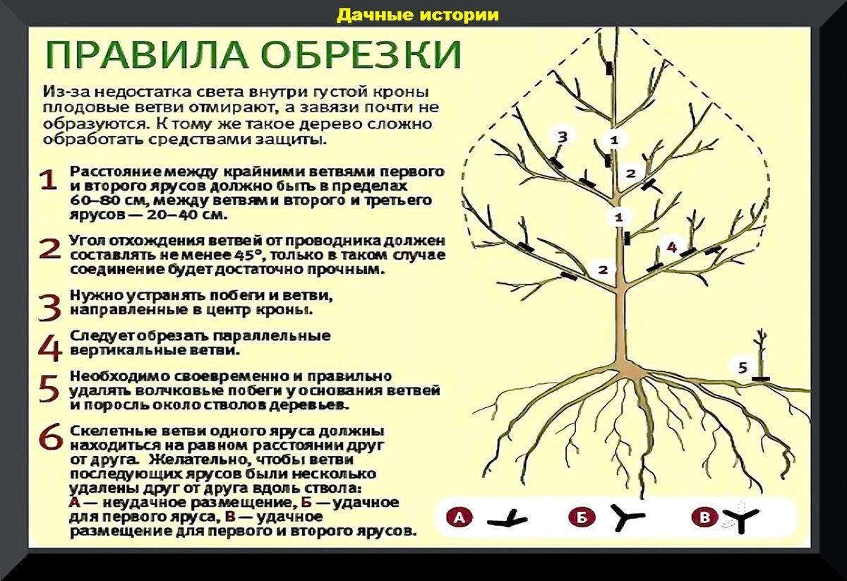 Схема обрезки плодовых деревьев