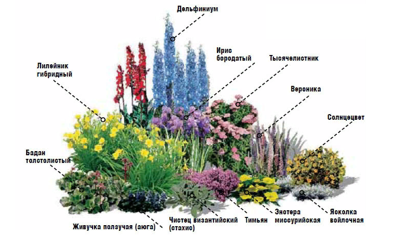 Миксбордер из многолетников непрерывного цветения схема посадки