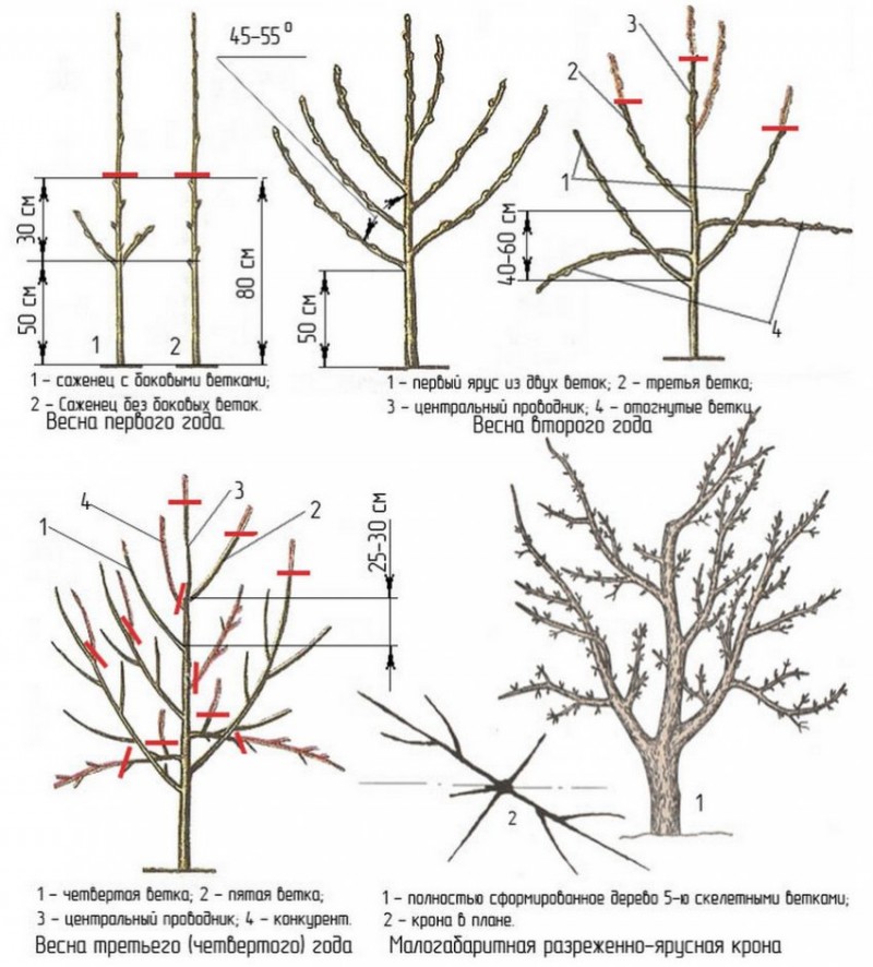 Как обрезать плодовые деревья весной схема
