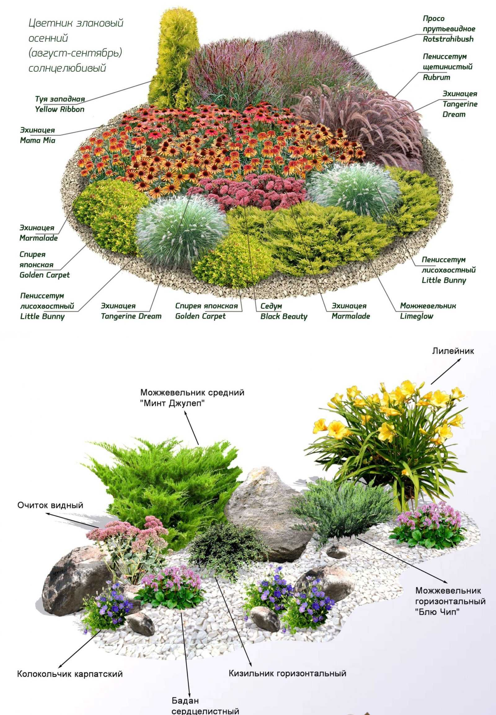 Альпинарий схема посадки растений