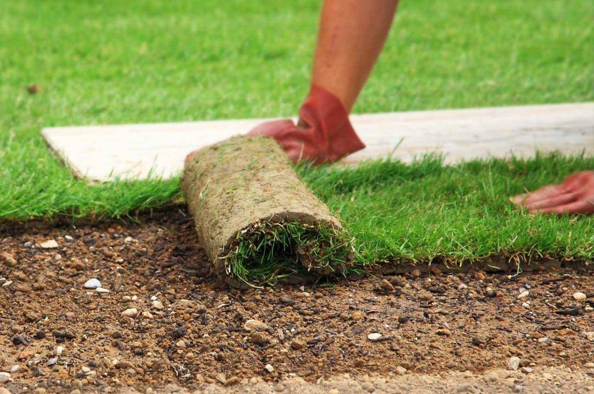 Как правильно сажать газон весной: сроки и технология посадки