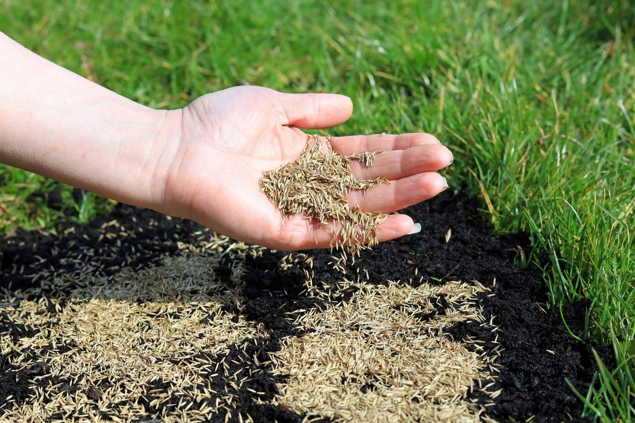 Газонная трава как сажать и ухаживать. подготовка удобрение почвы