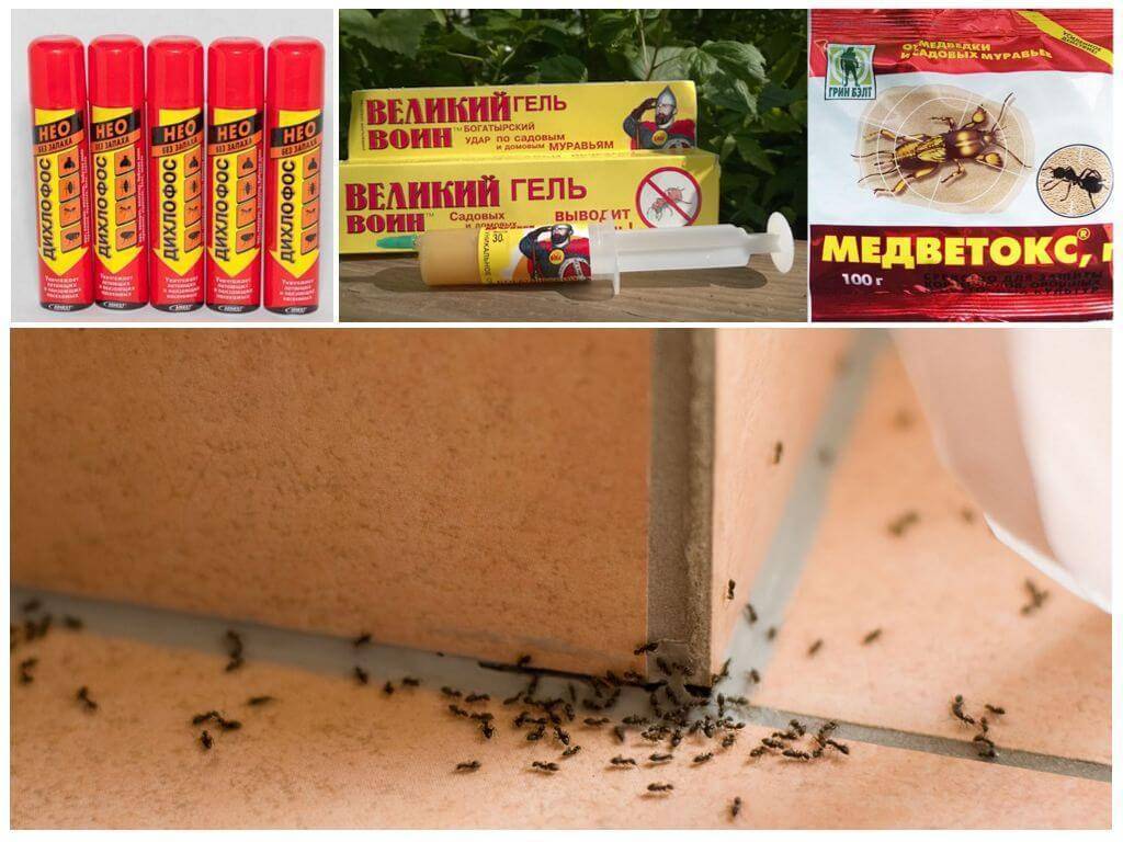 Как избавиться от рыжих домашних муравьёв в квартире: действенные методы борьбы с рыжими «соседями»