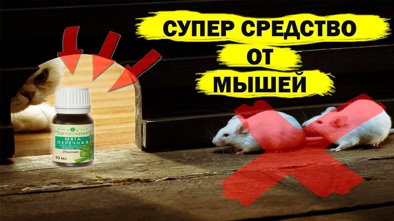 Мыши в квартире: как избавиться в домашних условиях быстро и навсегда