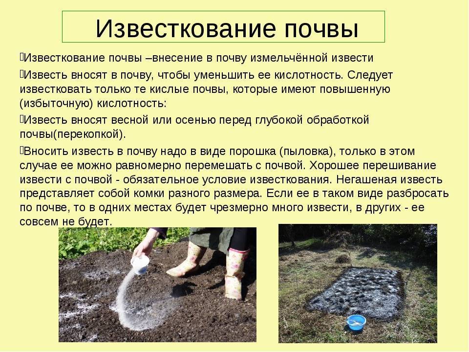 Известкование почвы:что это, нормы, правила, виды удобрений