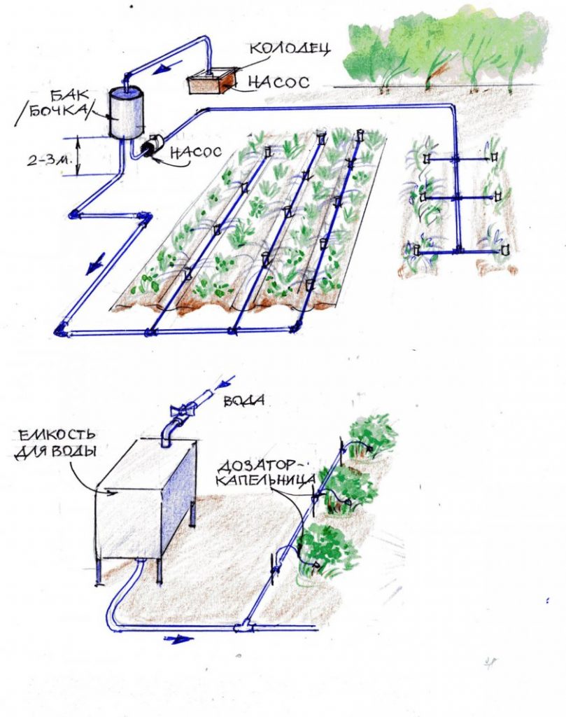 Система капельного полива для клубники схема