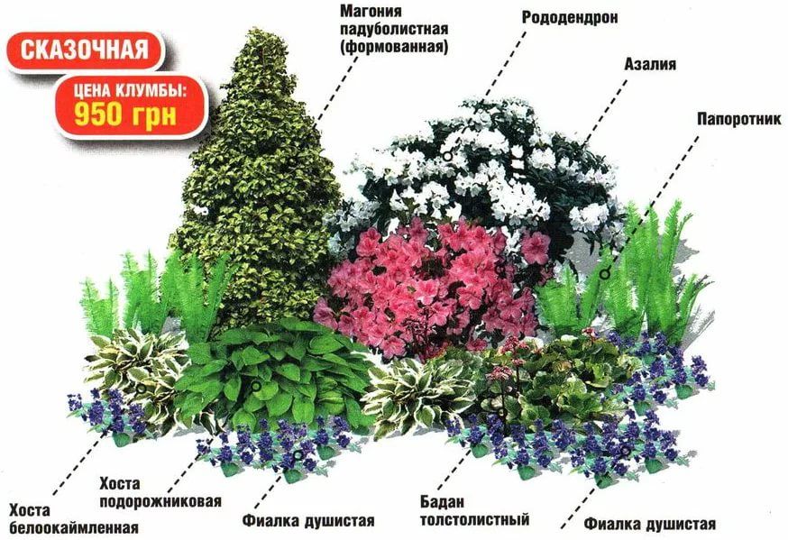 Клумба из многолетников для начинающих: дизайн и готовые схемы