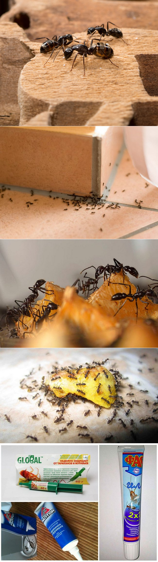 Как бороться с муравьями в квартире и огороде народными средствами и эффективными препаратами