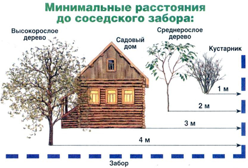 Расстояние высадки деревьев по санитарным правилам