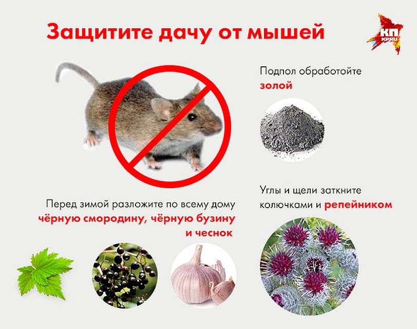 Как избавиться от мышей в доме навсегда народными средствами?