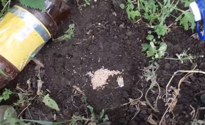 Как в огороде избавиться от муравьев