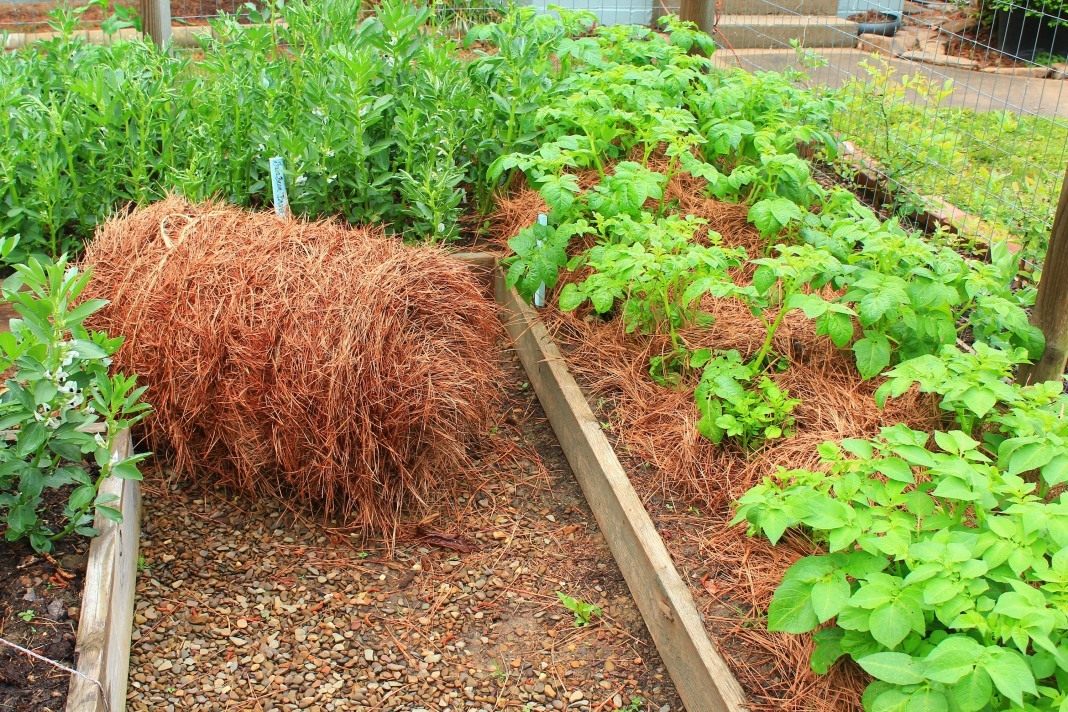 Мульчирование: когда и как правильно мульчировать почву